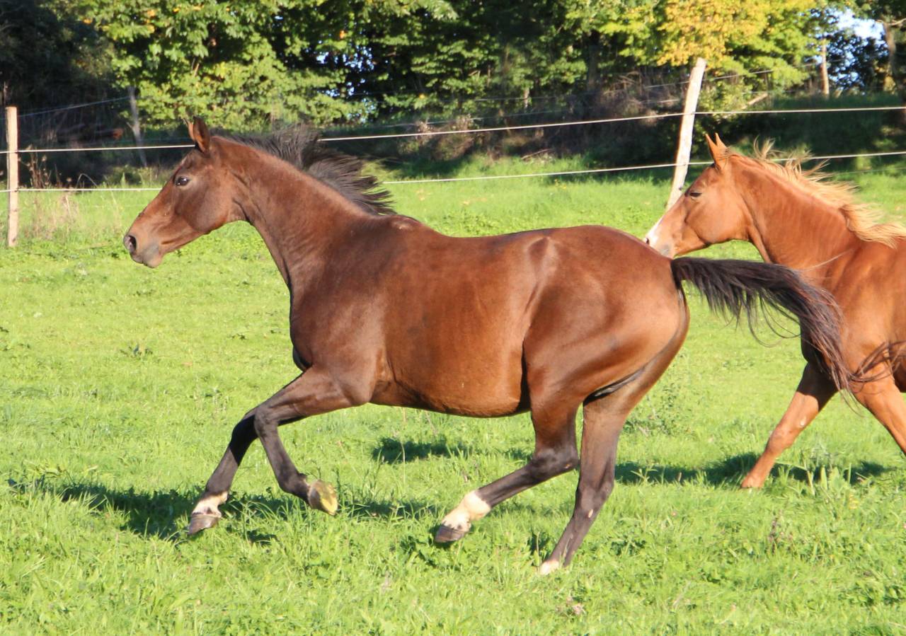 Draagmerrie Selle Fran&ccedil;ais Te koop 2011 Bruin / Bai