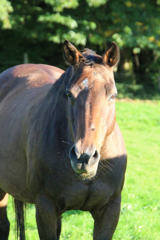 Draagmerrie Selle Fran&ccedil;ais Te koop 2011 Bruin / Bai