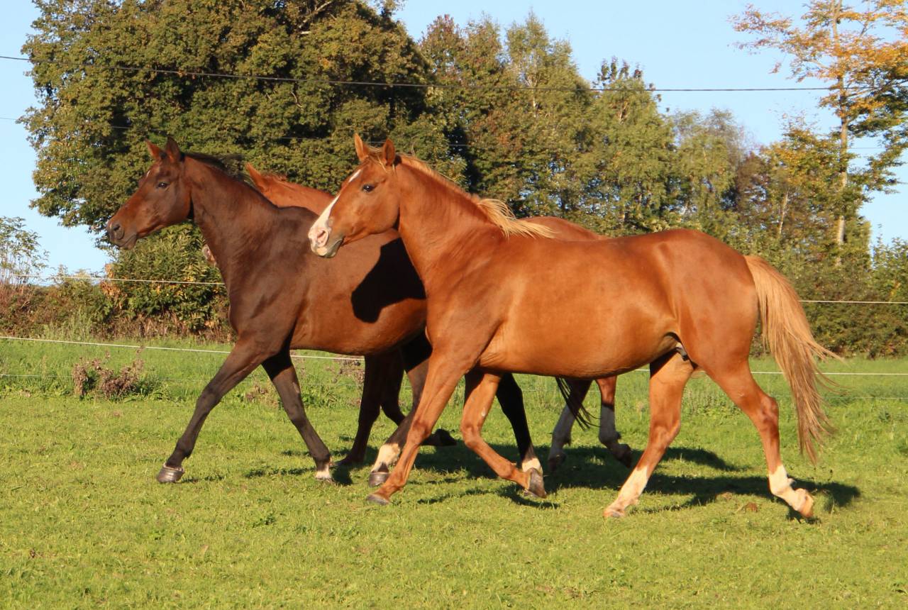Draagmerrie Anglo-Arabier Te koop 2014 Lichte manen en staart