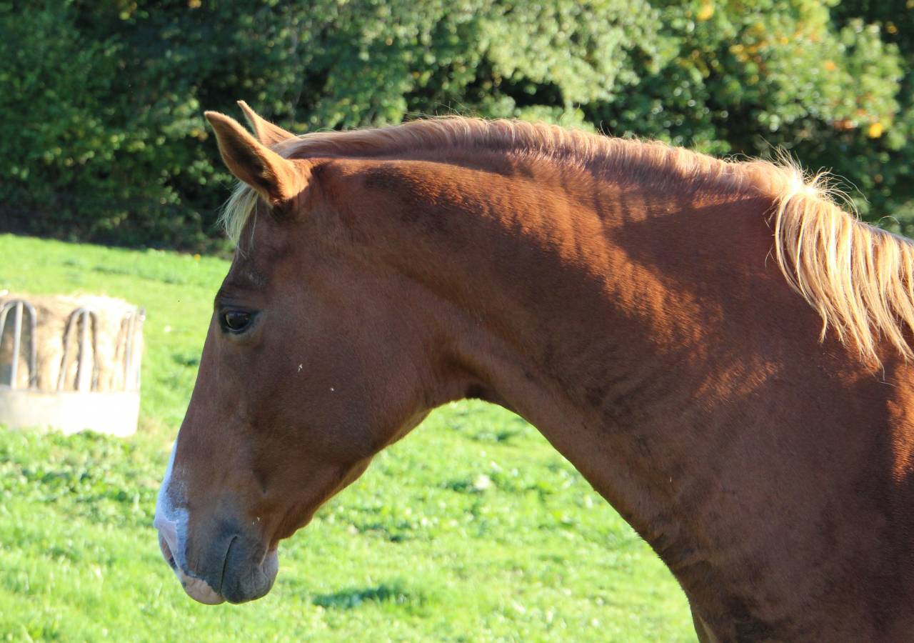 Draagmerrie Anglo-Arabier Te koop 2014 Lichte manen en staart