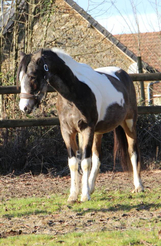 Ruin Welsh Partbred Te koop 2023 Bont