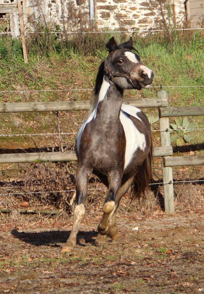 Ruin Welsh Partbred Te koop 2023 Bont