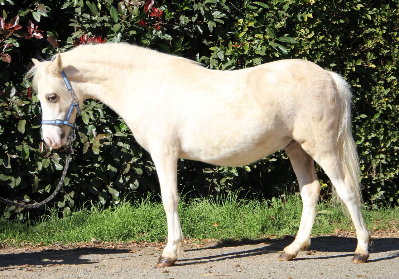 Hengst Welsh Pony (Section A) Te koop 2024 Palomino