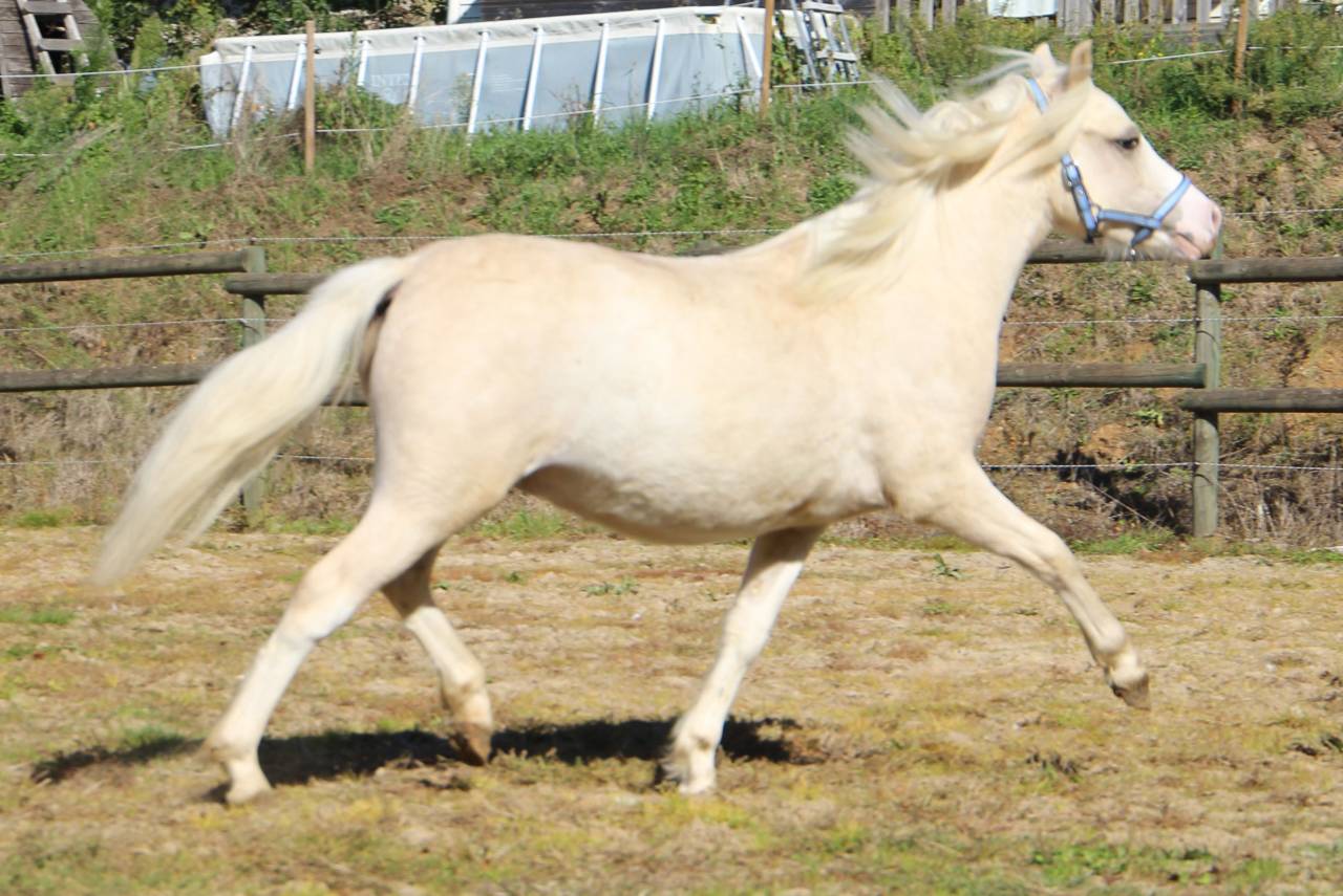 Hengst Welsh Pony (Section A) Te koop 2024 Palomino