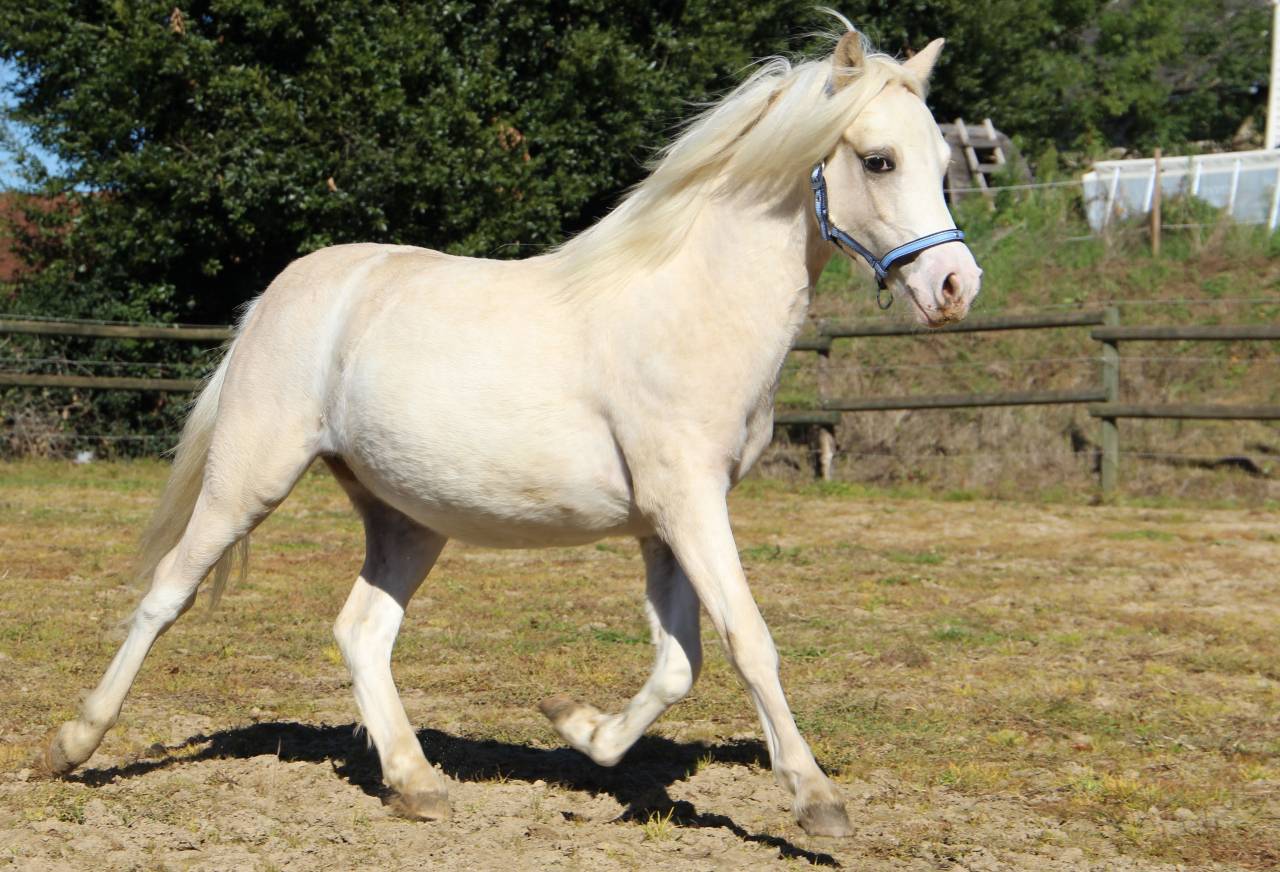 Hengst Welsh Pony (Section A) Te koop 2024 Palomino
