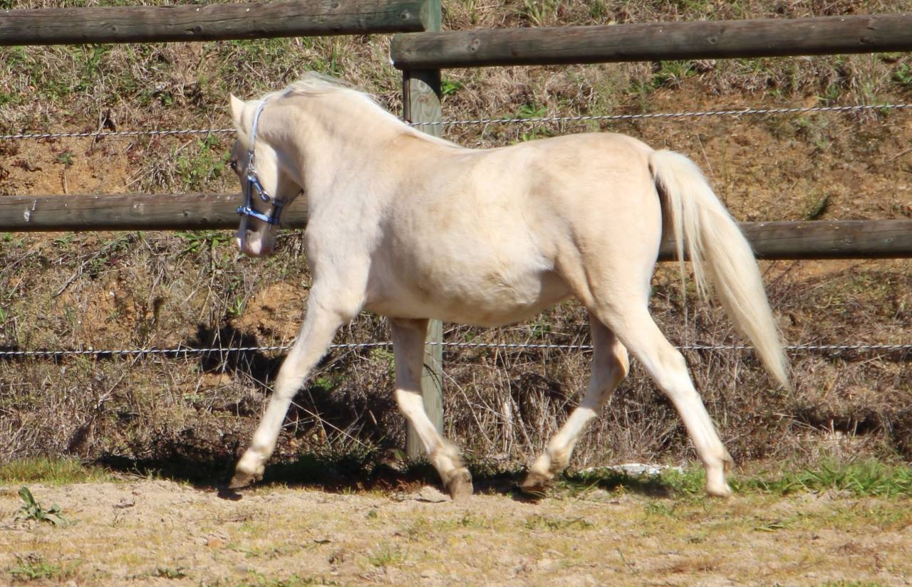 Hengst Welsh Pony (Section A) Te koop 2024 Palomino
