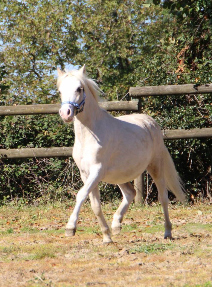 Hengst Welsh Pony (Section A) Te koop 2024 Palomino