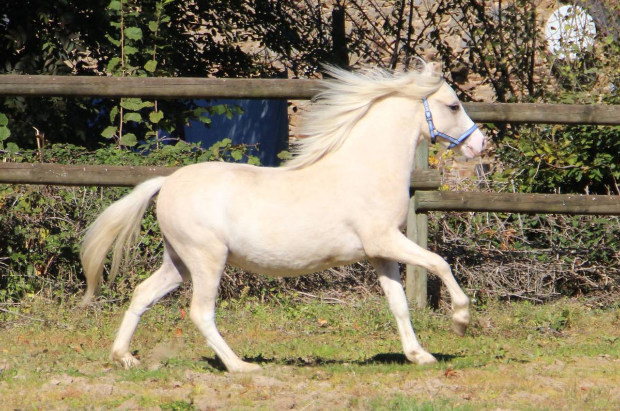 Hengst Welsh Pony (Section A) Te koop 2024 Palomino