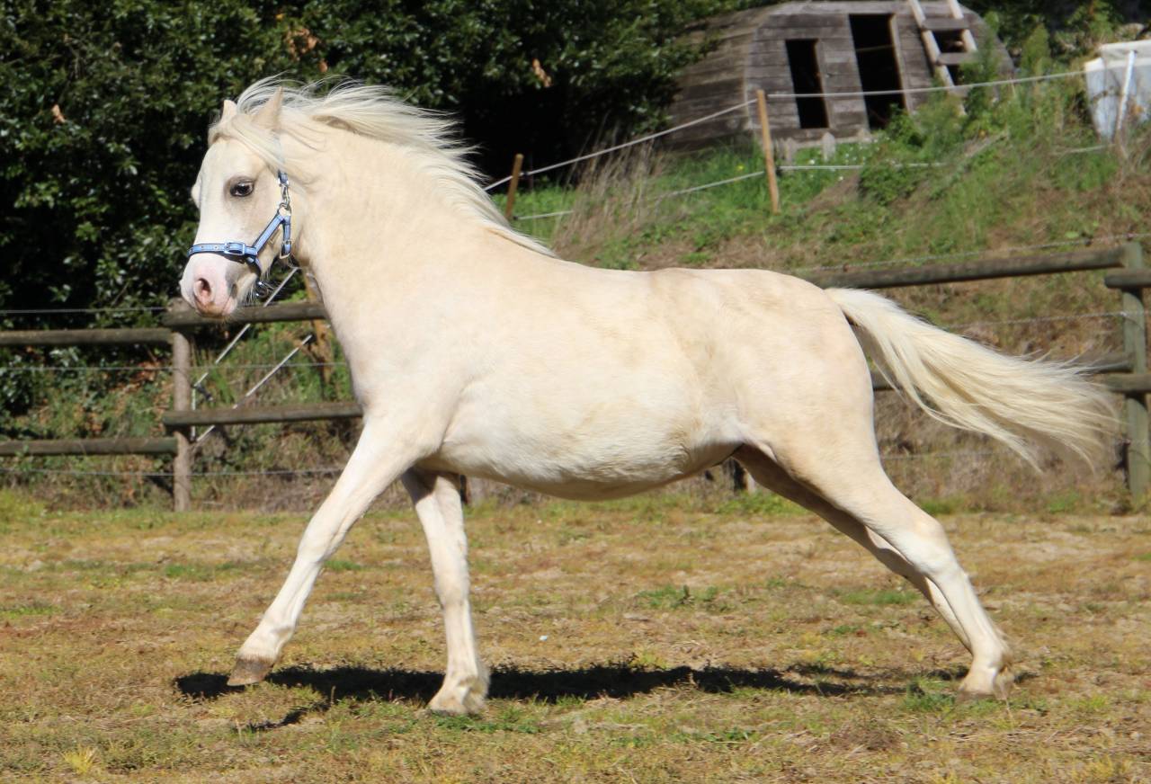 Hengst Welsh Pony (Section A) Te koop 2024 Palomino