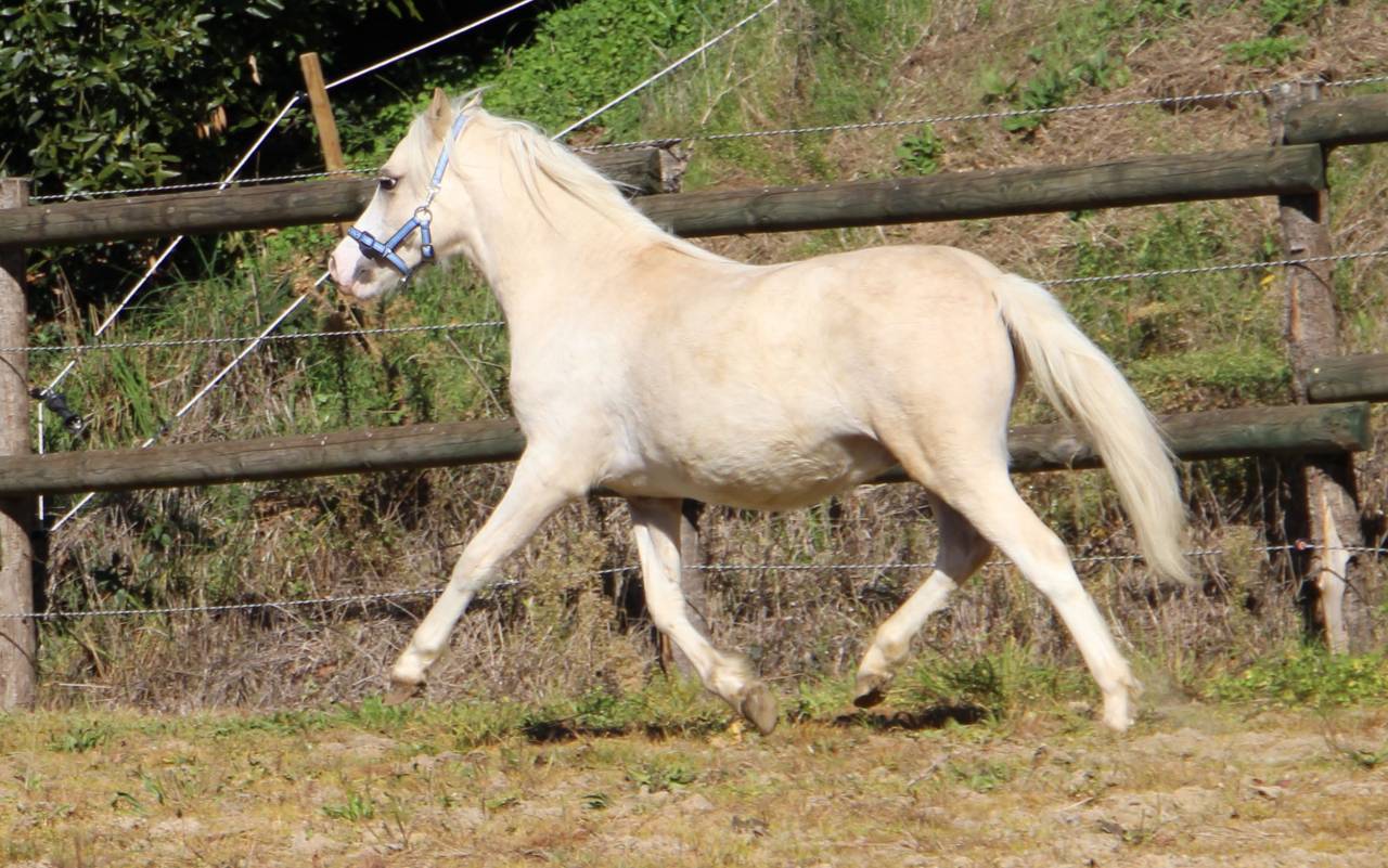 Hengst Welsh Pony (Section A) Te koop 2024 Palomino