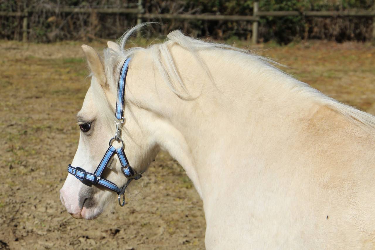 Hengst Welsh Pony (Section A) Te koop 2024 Palomino