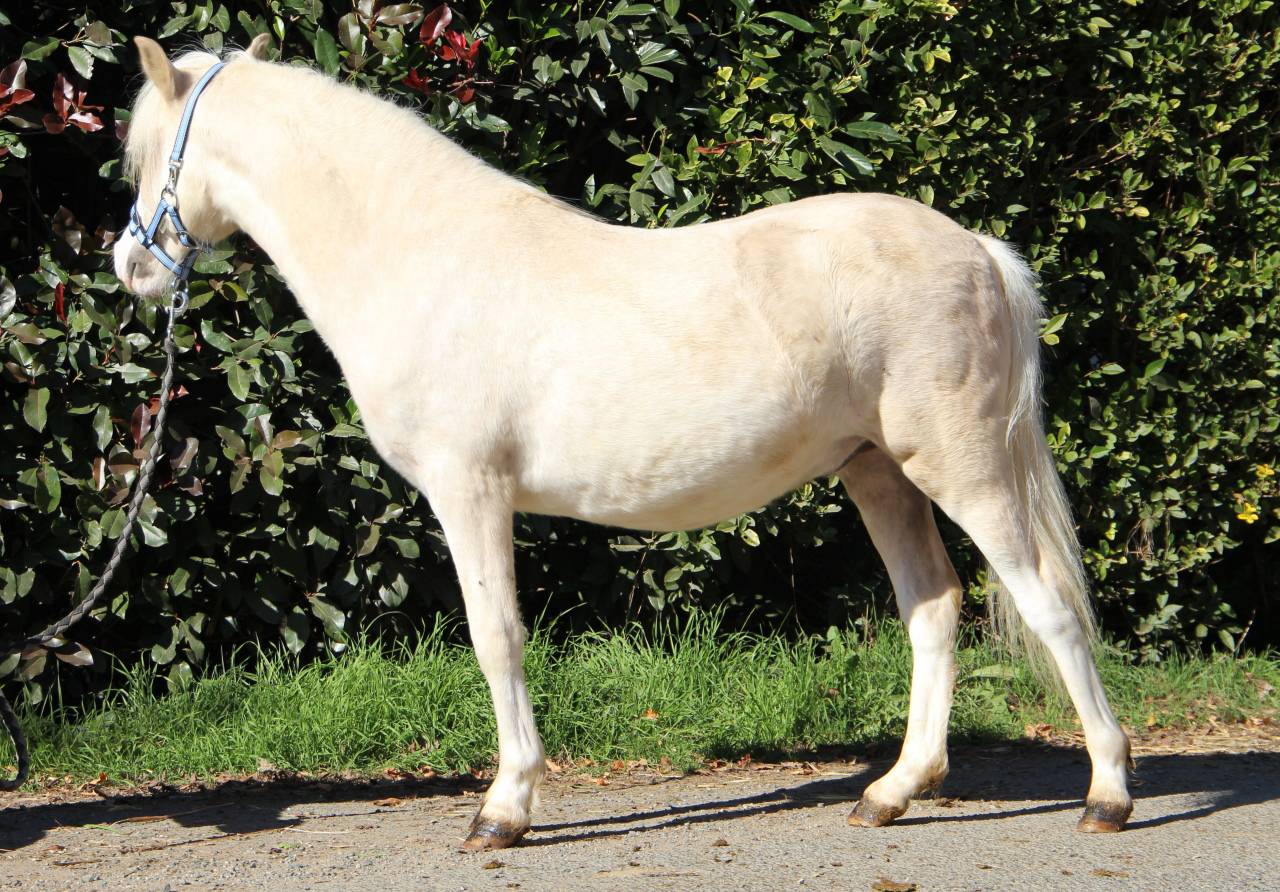 Hengst Welsh Pony (Section A) Te koop 2024 Palomino