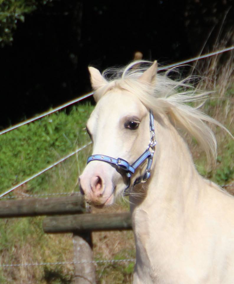 Hengst Welsh Pony (Section A) Te koop 2024 Palomino