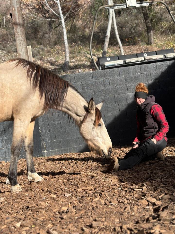 Merrie Ras onbekend Te koop 2020 Isabel