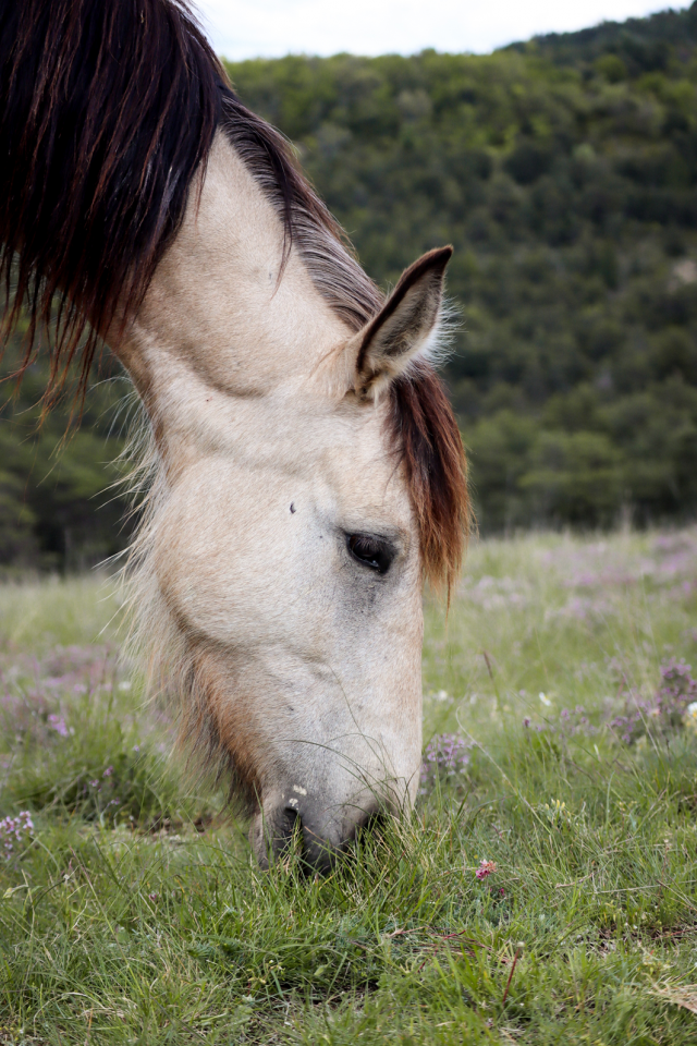 Merrie Ras onbekend Te koop 2020 Isabel