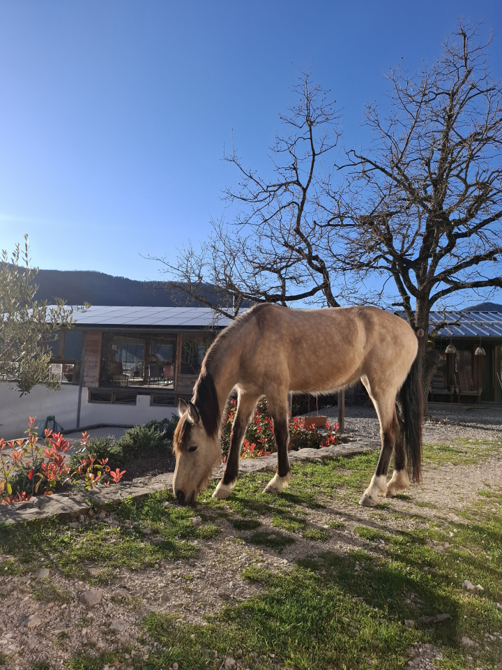 Merrie Ras onbekend Te koop 2020 Isabel