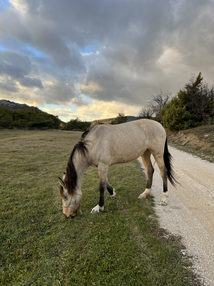 Merrie Ras onbekend Te koop 2020 Isabel