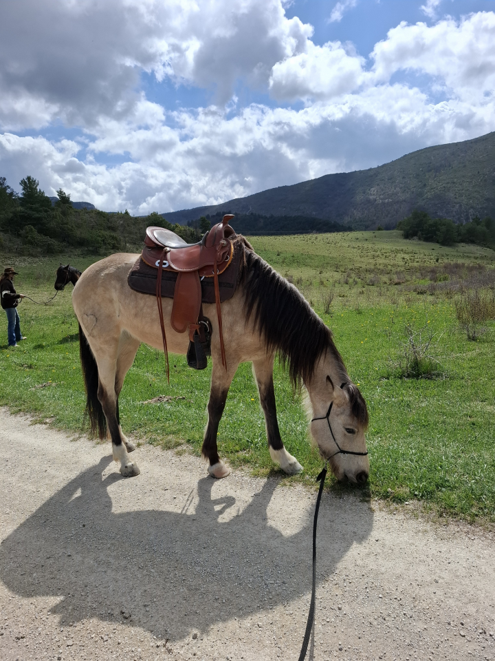 Merrie Ras onbekend Te koop 2020 Isabel