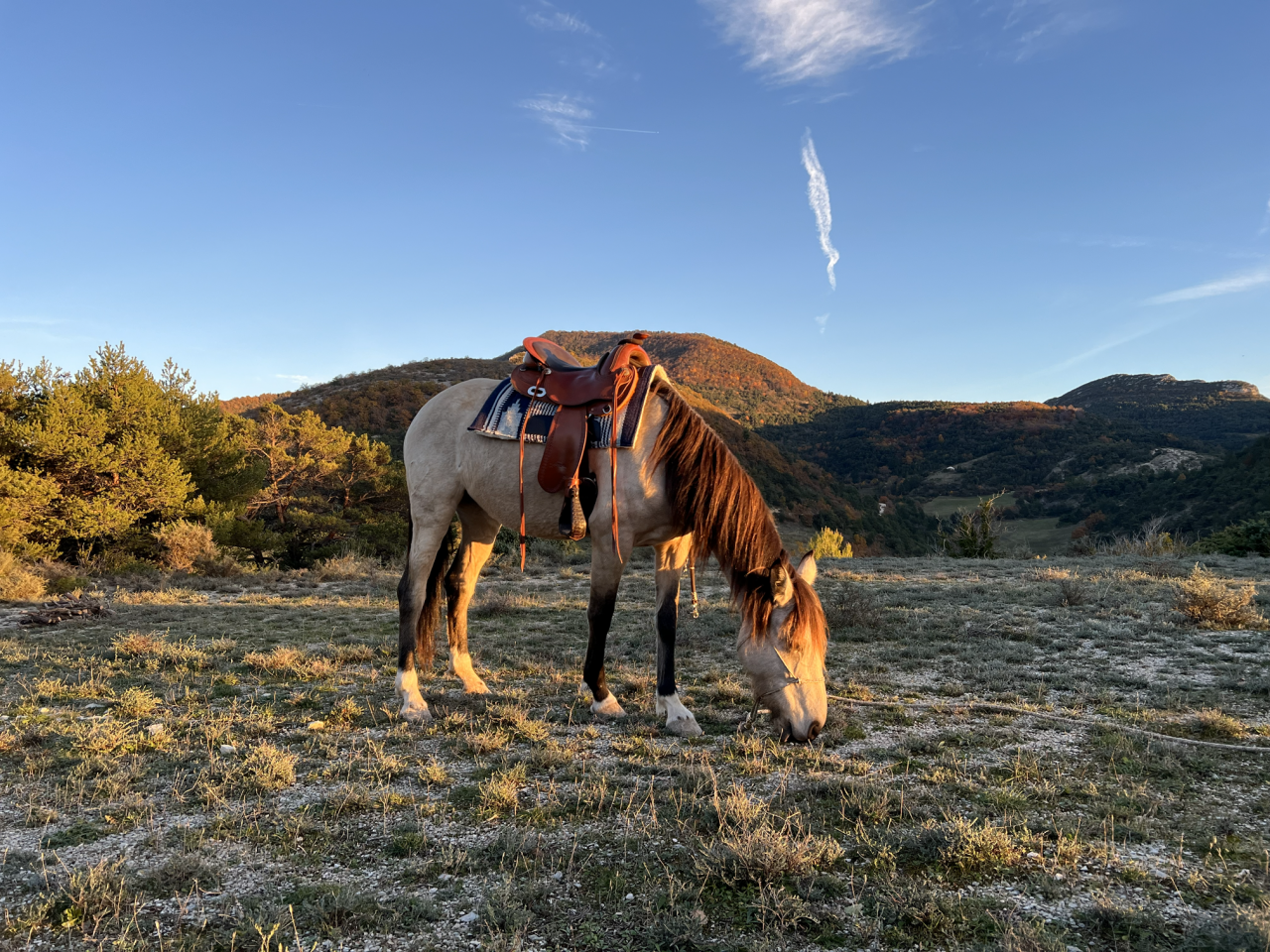 Merrie Ras onbekend Te koop 2020 Isabel