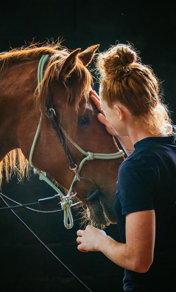 Ruin Ras onbekend Te koop 2018 Vos