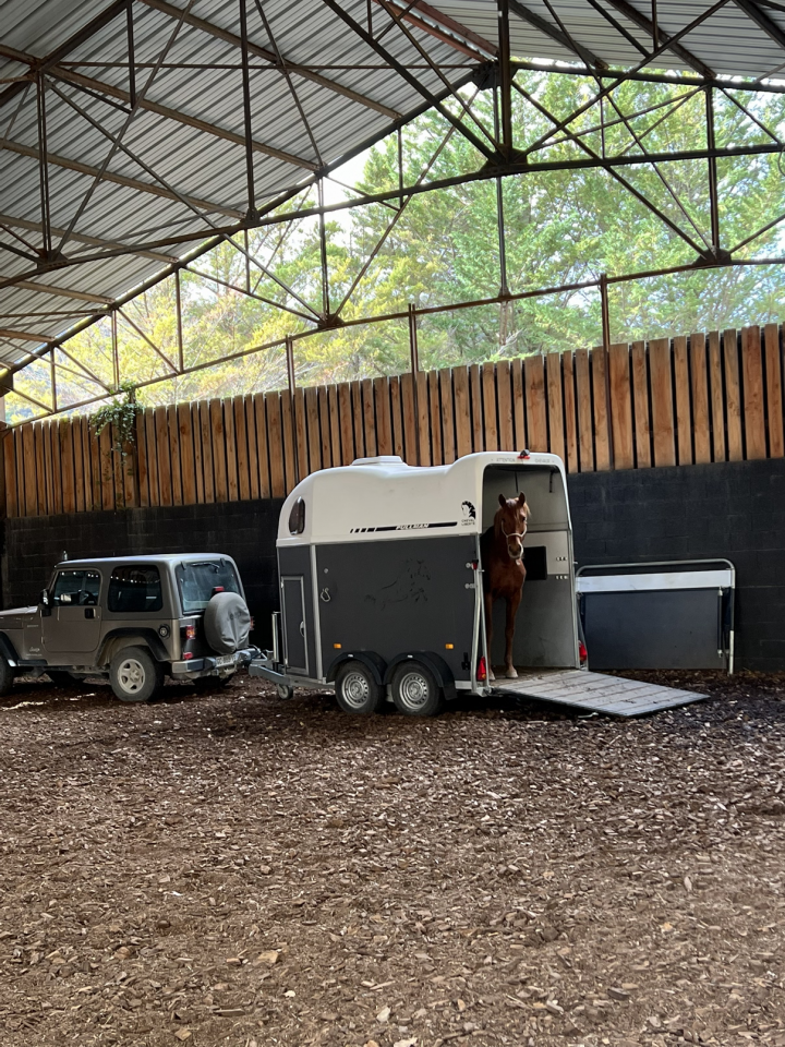 Ruin Ras onbekend Te koop 2018 Vos