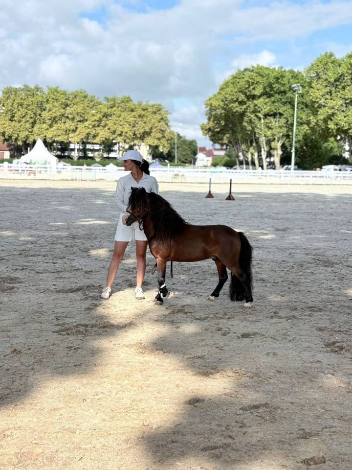 Haston Bluemoon Stars - Amerikaans Miniatuur paard AMHA 2017 ,  BRUCE DU CAP DE LA COSTE