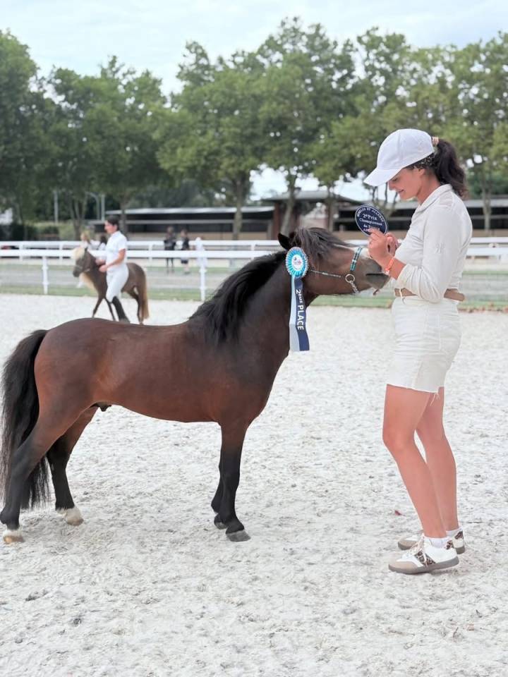 Haston Bluemoon Stars - Amerikaans Miniatuur paard AMHA 2017 ,  BRUCE DU CAP DE LA COSTE