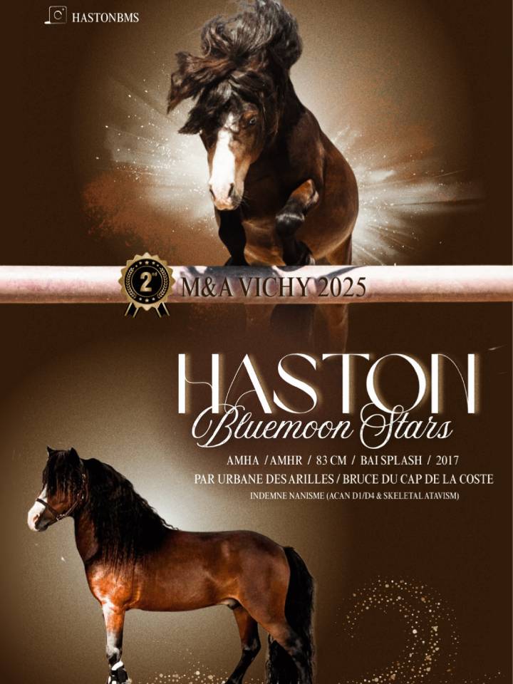 Haston Bluemoon Stars - Amerikaans Miniatuur paard AMHA 2017 ,  BRUCE DU CAP DE LA COSTE