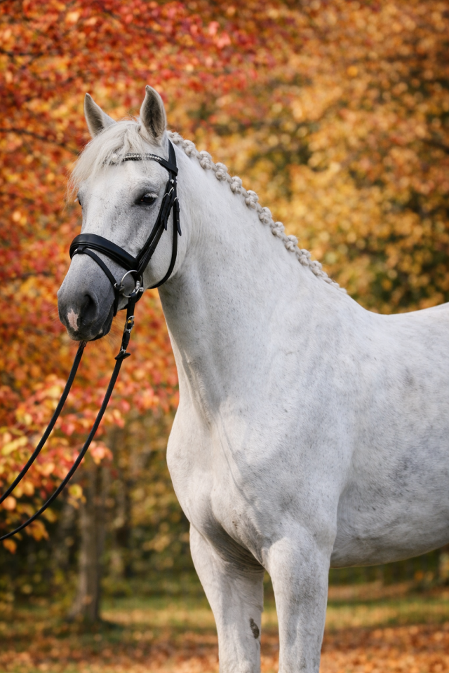 Ruin Lusitano Te koop 2016 Schimmel