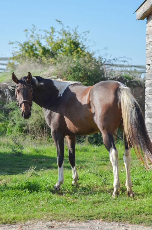 Merrie AES Anglo European Studbook Te koop 2022 Bont ,  Dark moon&rsquo;s