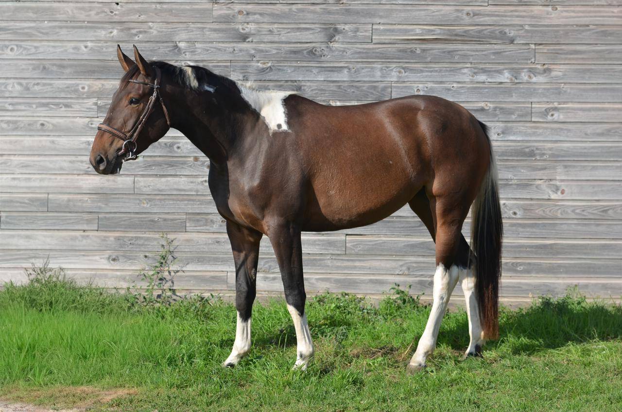 Merrie AES Anglo European Studbook Te koop 2022 Bont ,  Dark moon&rsquo;s