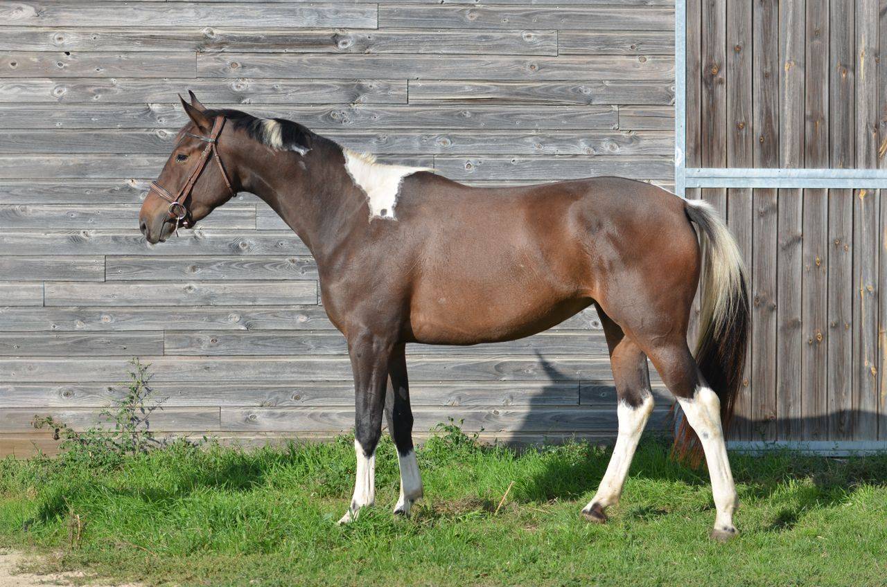 Merrie AES Anglo European Studbook Te koop 2022 Bont ,  Dark moon&rsquo;s