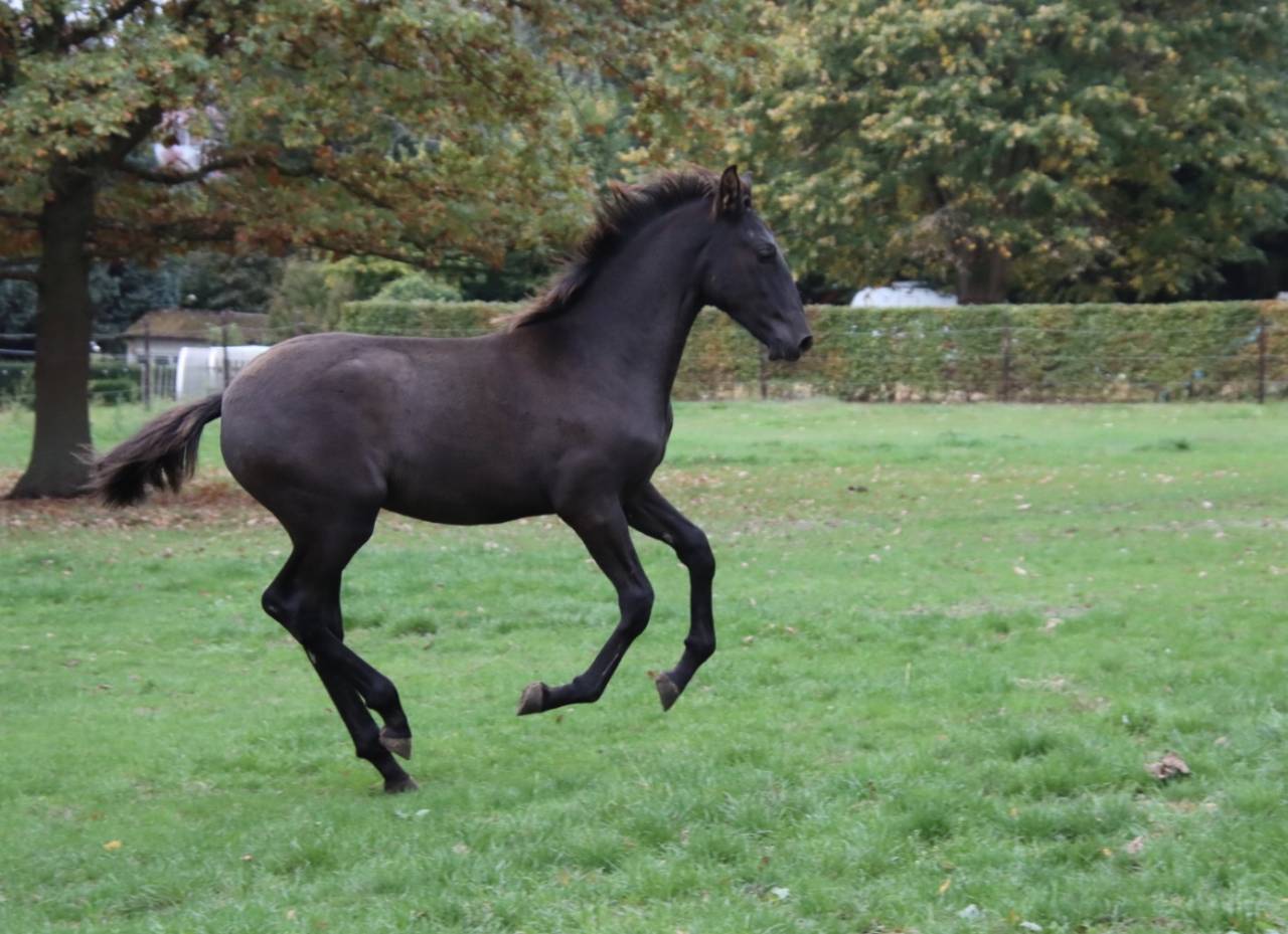 Veulen (ml) PRE Puur Ras Spaans Te koop 2025 Zwart ,  Avero PA