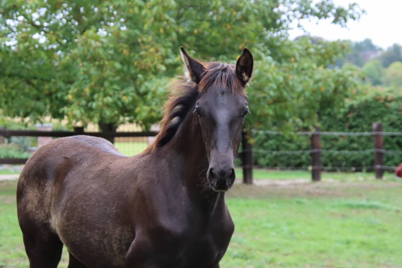 Veulen (ml) PRE Puur Ras Spaans Te koop 2025 Zwart ,  Avero PA