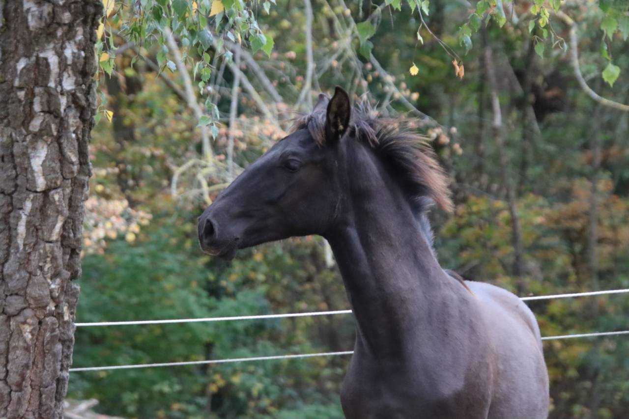 Veulen (ml) PRE Puur Ras Spaans Te koop 2025 Zwart ,  Avero PA