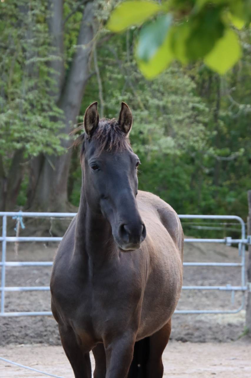 Merrie PRE Puur Ras Spaans Te koop 2015 Zwart ,  Sevillano de Mile