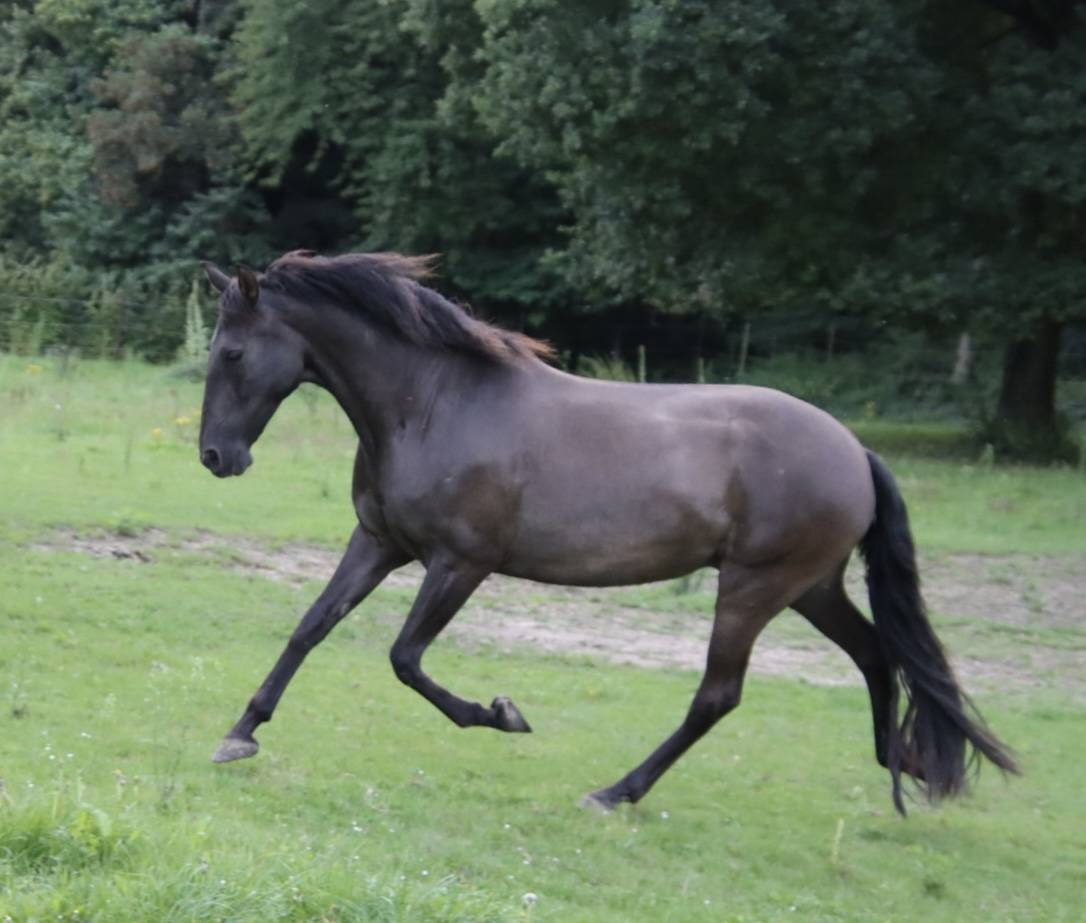 Merrie PRE Puur Ras Spaans Te koop 2015 Zwart ,  Sevillano de Mile