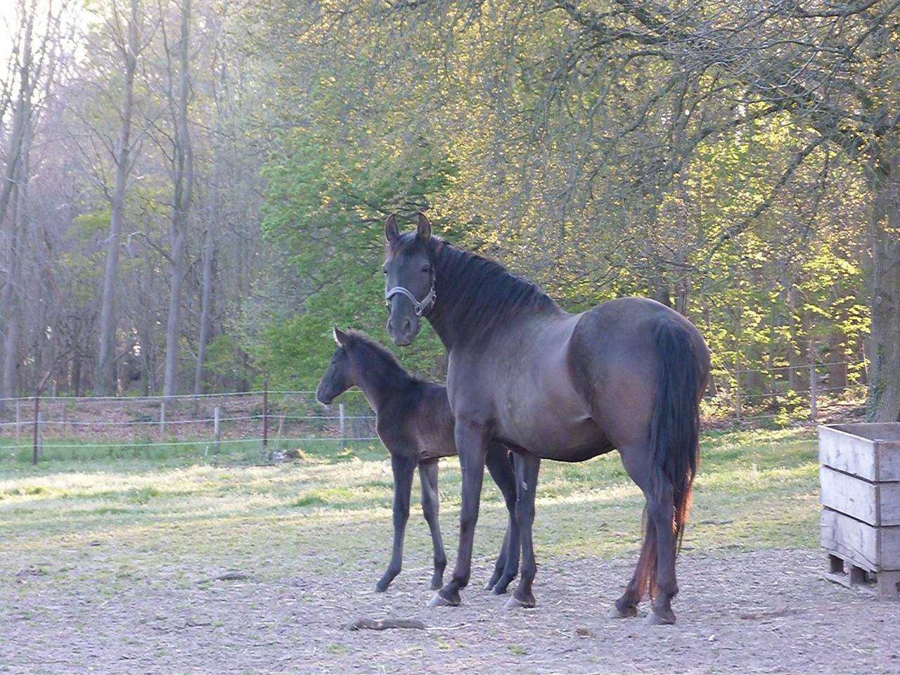 Merrie PRE Puur Ras Spaans Te koop 2015 Zwart ,  Sevillano de Mile