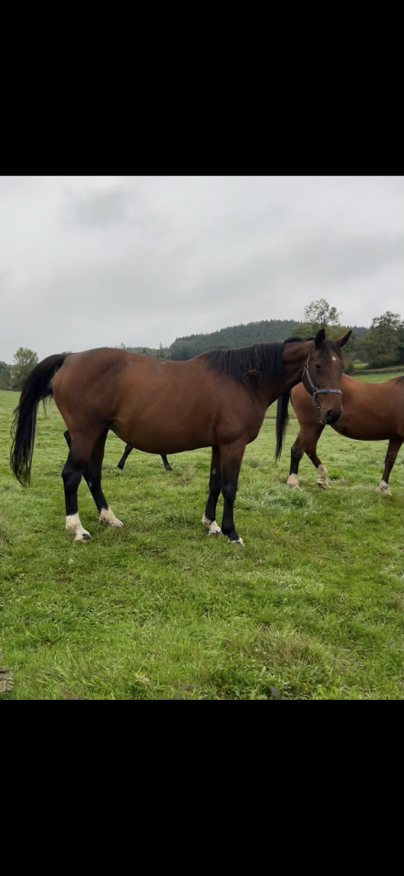 Merrie Selle Fran&ccedil;ais Te koop 2009 Donker bruin / bai ,  DIAMANT DE SEMILLY