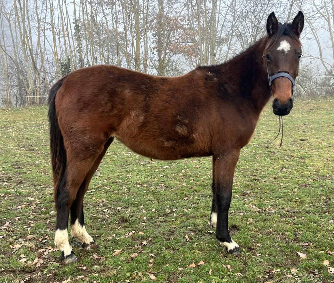 Merrie Selle Fran&ccedil;ais Te koop 2024 Donker bruin / bai