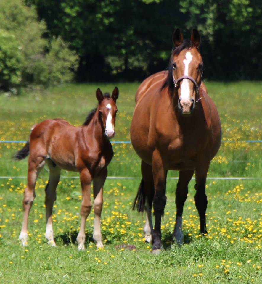 Veulen (ml) Selle Fran&ccedil;ais Te koop 2025 Donker bruin / bai