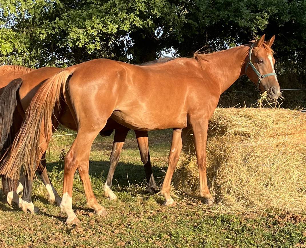 Merrie Selle Fran&ccedil;ais Te koop 2020 Vos