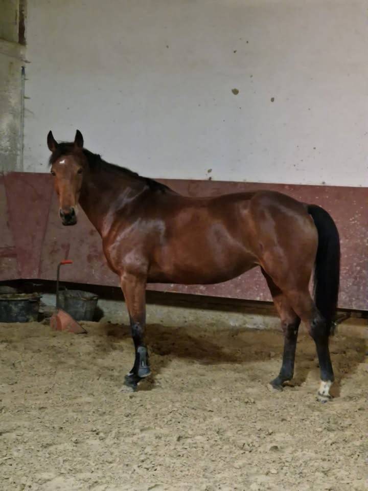 Merrie Selle Fran&ccedil;ais Te koop 2015 Donker bruin / bai