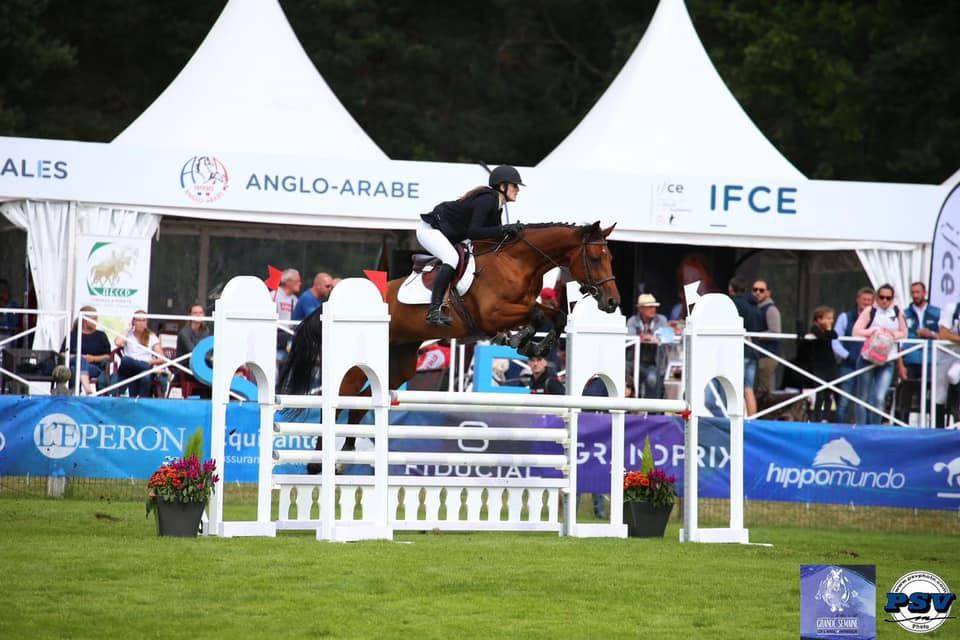 Merrie Selle Fran&ccedil;ais Te koop 2015 Donker bruin / bai