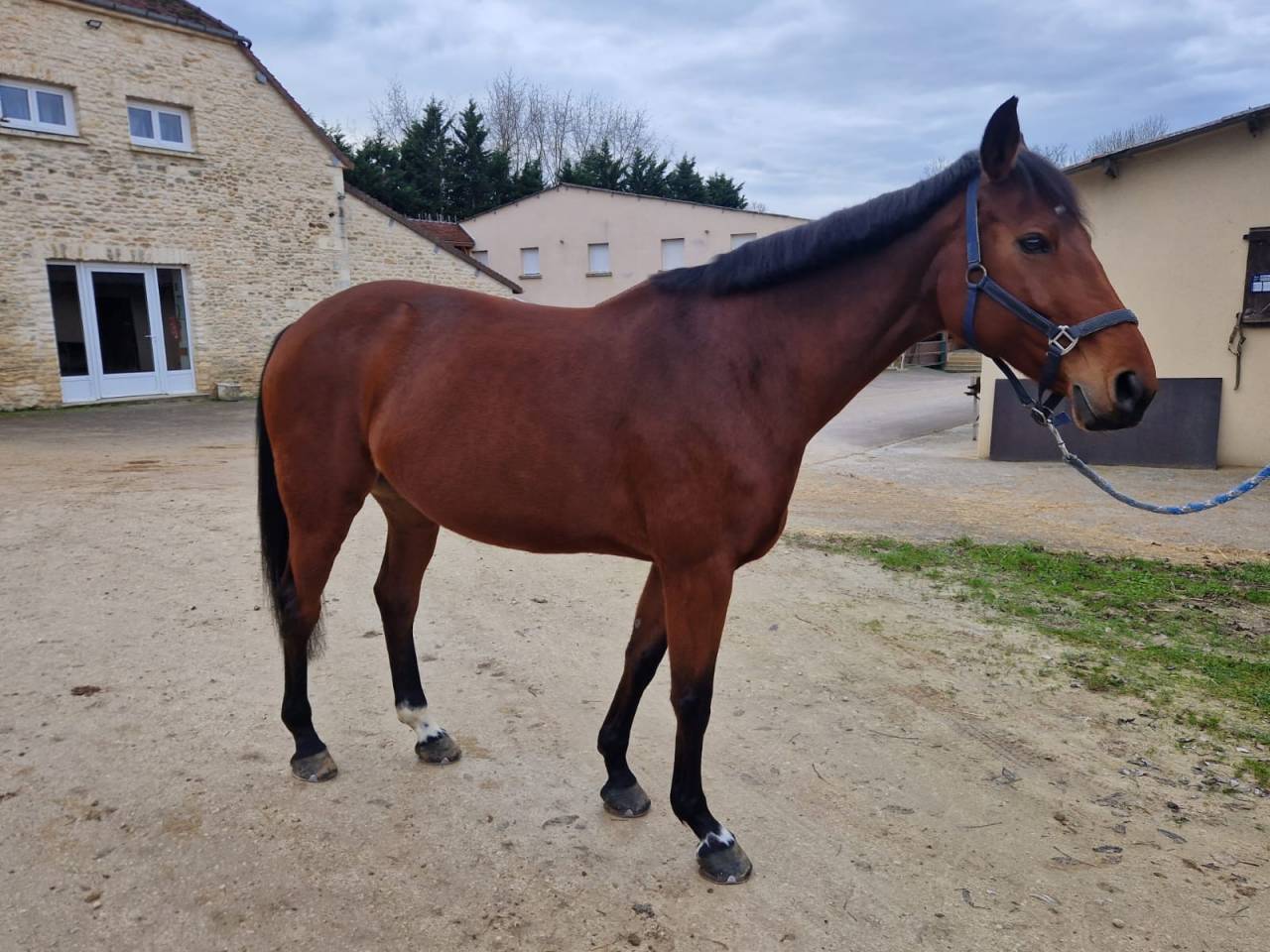 Merrie Selle Fran&ccedil;ais Te koop 2015 Donker bruin / bai