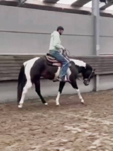 Judge Fancy d Flots - Paint Horse 2019 ,  Forever fancy d flots