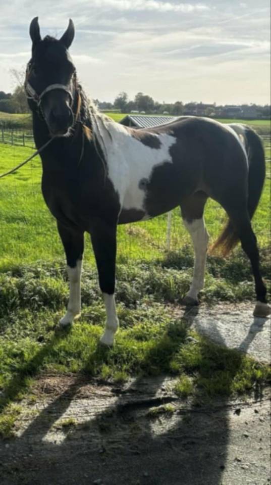 Judge Fancy d Flots - Paint Horse 2019 ,  Forever fancy d flots