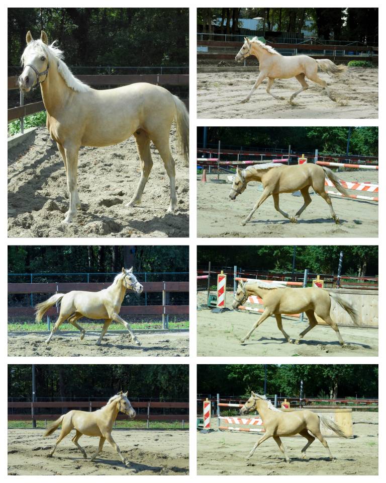 Dekhengst Nederlandse pony Te koop 2024 Palomino ,  Winston&rsquo;s Lisandro