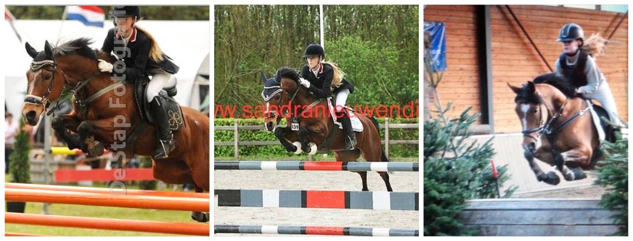 Dekhengst Nederlandse pony Te koop 2024 Palomino ,  Winston&rsquo;s Lisandro