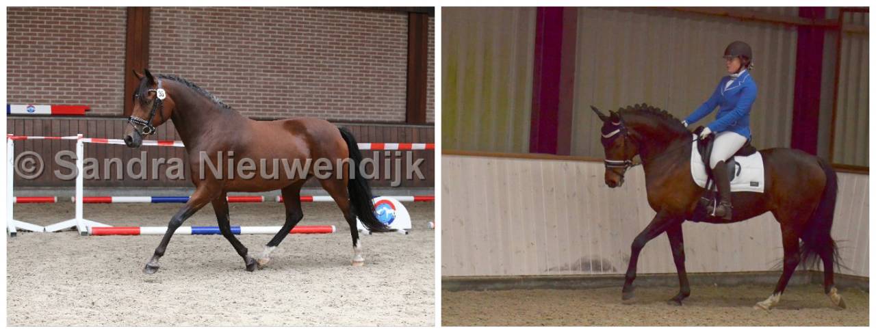 Dekhengst Nederlandse pony Te koop 2024 Palomino ,  Winston&rsquo;s Lisandro